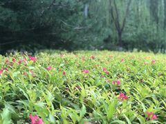 -大兴滨河森林公园