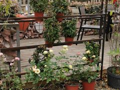 -三圣花乡旅游区