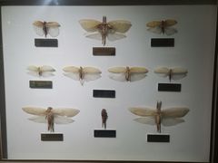 -上海昆虫博物馆
