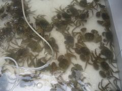 -喜洋洋蟹庄(阳澄湖店)