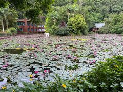 -野象谷景区