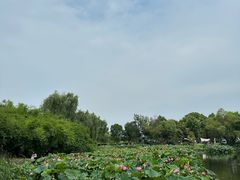 -金银湖国家城市湿地公园