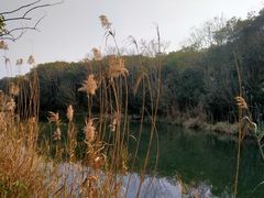 -昆山城市生态森林公园