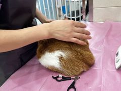 -北京观赏动物医院·24小时大型综合·猫专科·异宠专科