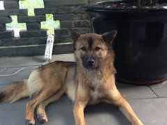 中华田园犬-亦缘居私家别院