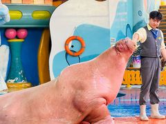 -海合安武汉极地海洋公园
