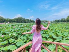 -洪湖生态旅游区