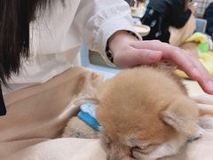 -逗柴咖啡屋·狗咖猫咖宠物桌游