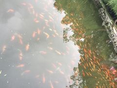 -西湖外事游船(花港观鱼码头)