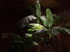 -紫莲花足道(柯桥古镇店)