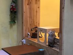 -猫色咖啡·猫咖