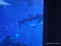 -成都浩海立方海洋公园