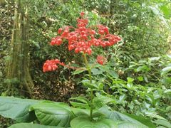 -西双版纳原始森林公园