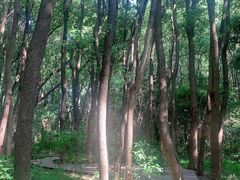 -同里国家湿地公园