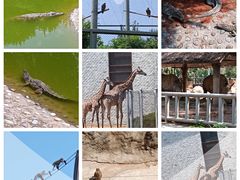 -石家庄市动物园