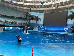 -海合安成都极地海洋公园