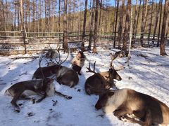 -北极村旅游风景区