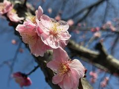 -上海佘山国家森林公园天马山园