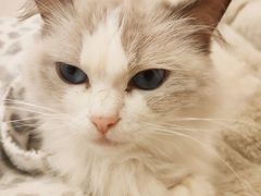 -猫咪派对(江南西店)