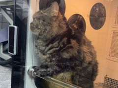 -瑞派宠物医院·犬猫全科·猫友好(宾水西道店)