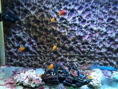 -北戴河圣蓝海洋公园