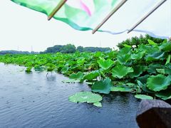 -荷塘月色湿地公园·向阳花洲