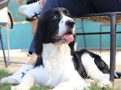 -趣玩宠物乐园寄养训犬训狗游泳池