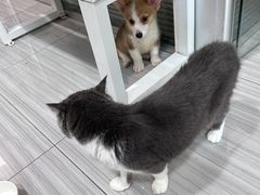 -纳吉亚猫专科动物医院(康都外科中心)