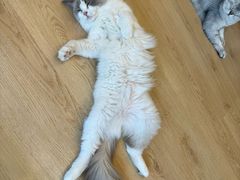 -有喵·猫咖·狗咖·30几只猫10只小狗(岗厦店)