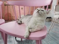 -喵屿·大理花园猫咖