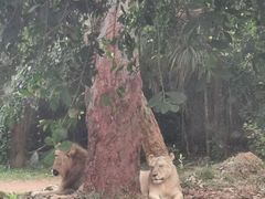 -海南热带野生动植物园