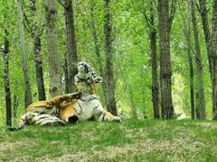 -北京野生动物园