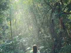 -南宁良凤江国家森林公园