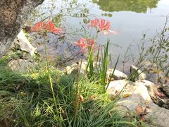 -西湖外事游船(花港观鱼码头)