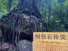 -莫里热带雨林景区