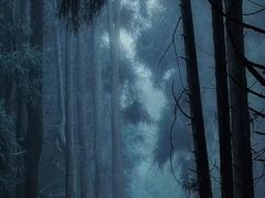 -武陵山森林公园