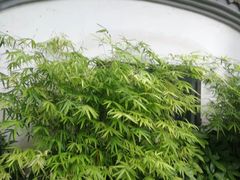 -黄龙溪古镇
