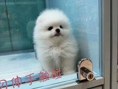 -FAELING PETS美天灵宠物(合生汇店)