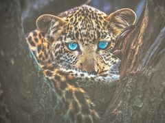 -罗红摄影艺术馆