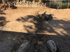 -清迈夜间动物园