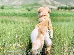 -乌兰布统草原