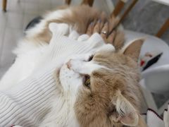 -喵的天空名猫咖啡馆·撸猫·猫舍·用品