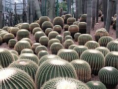 -南山植物园