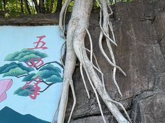 -五女峰国家森林公园