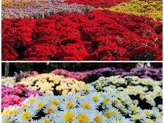 -国家植物园