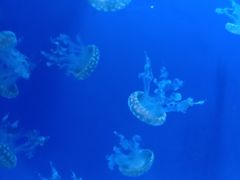 -芜湖新华联大白鲸海洋公园