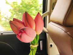 -微山湖红荷湿地景区
