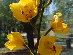 -国家植物园南园