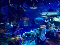 -迪拜帆船酒店海底餐厅