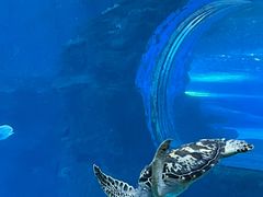 -太平洋海底世界